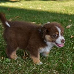 Red and white - Red & white male Australian Shepherd puppy in Bloomfield, New York from Wayward Trails Kennel