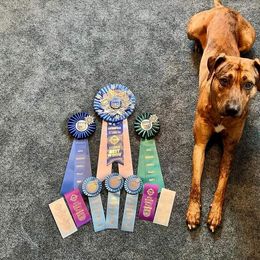 Catahoula Leopard Dog Puppies from Bons Temps Catahoulas