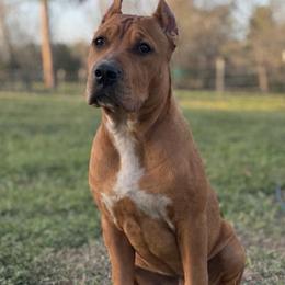 HONEY - Fawn sable female American Bully puppy in Texas from TEXAS BULLY FAMILY