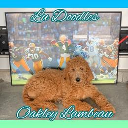 Goldendoodle Puppies from Lu Doodles