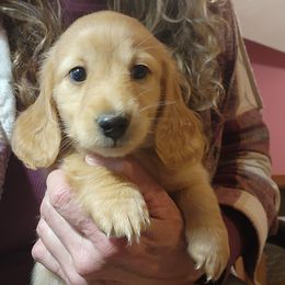 Onyx - Cream male Dachshund puppy in Grants Pass, Oregon from vom Treuen Wachter
