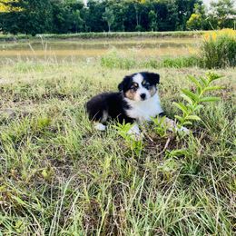 Australian Shepherd Puppies from Aussome Okie Aussies