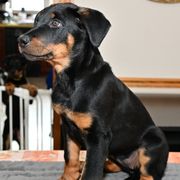 Girl 1 - Beauceron puppy from Shepherd's Heart Beaucerons