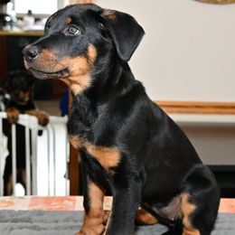 Girl 1 - Beauceron puppy from Shepherd's Heart Beaucerons