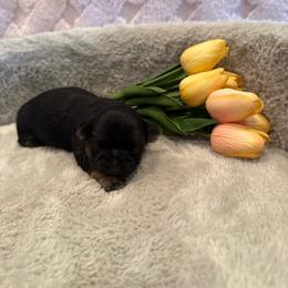 Oakley - Black and tan male Shih Tzu puppy in Success, Missouri from Sweet Success