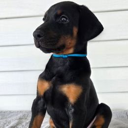 Blue - Black and rust male Doberman Pinscher puppy in Denham Springs, Louisiana from Franklin Dobermans