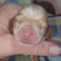 Boy 1 - Red male Dachshund puppy in Paradise, Texas from C and J Minis