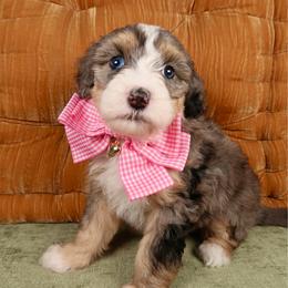 Nalu - look at her eyes - Merle female Bernedoodle puppy in Bowling Green, Ohio from Windy Creek Doodles