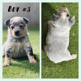 Boy 3 - Blue speckled male Australian Cattle Dog puppy in Prague, Oklahoma from S&B Cattle Co.