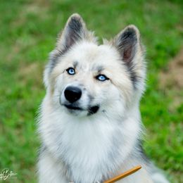 Nova - Pomsky