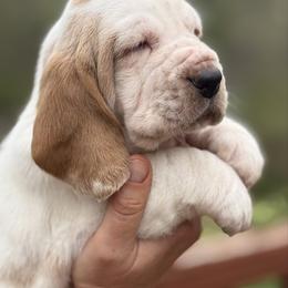 Basset Hound puppies from Ozarks Bassets