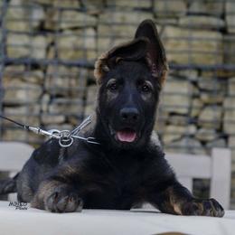 German Shepherd Puppies from Yosemite Shepherds