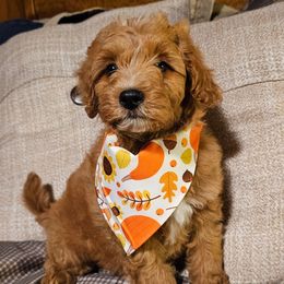 Timber - Red  male Goldendoodle puppy in Pittsburg, Texas from Grace Springs Goldendoodles