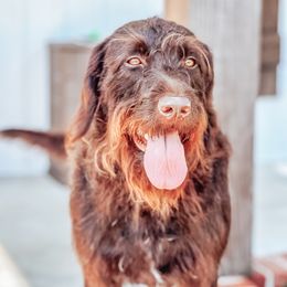 Setta - Labradoodle