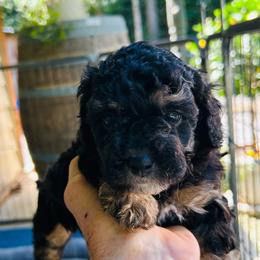 Alison - Black and tan female Havapoo puppy in Natural Bridge, Virginia from Rockbridge Puppies