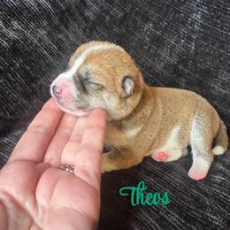 Theos - green collar - Red male Shiba Inu puppy in Inverness, Florida from Shore Thing Shiba’s