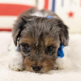 Briar - Merle male Maltipoo puppy in Salt Lake City, Utah from My Doodle Puppy