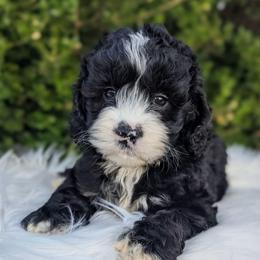 Kali - Black and white female Cockapoo puppy in Salt Lake City, Utah from Utah Cocker Spaniels
