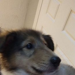 Boy 2 - Sable and white male Collie puppy in Silsbee, Texas from Jeanah's Pups