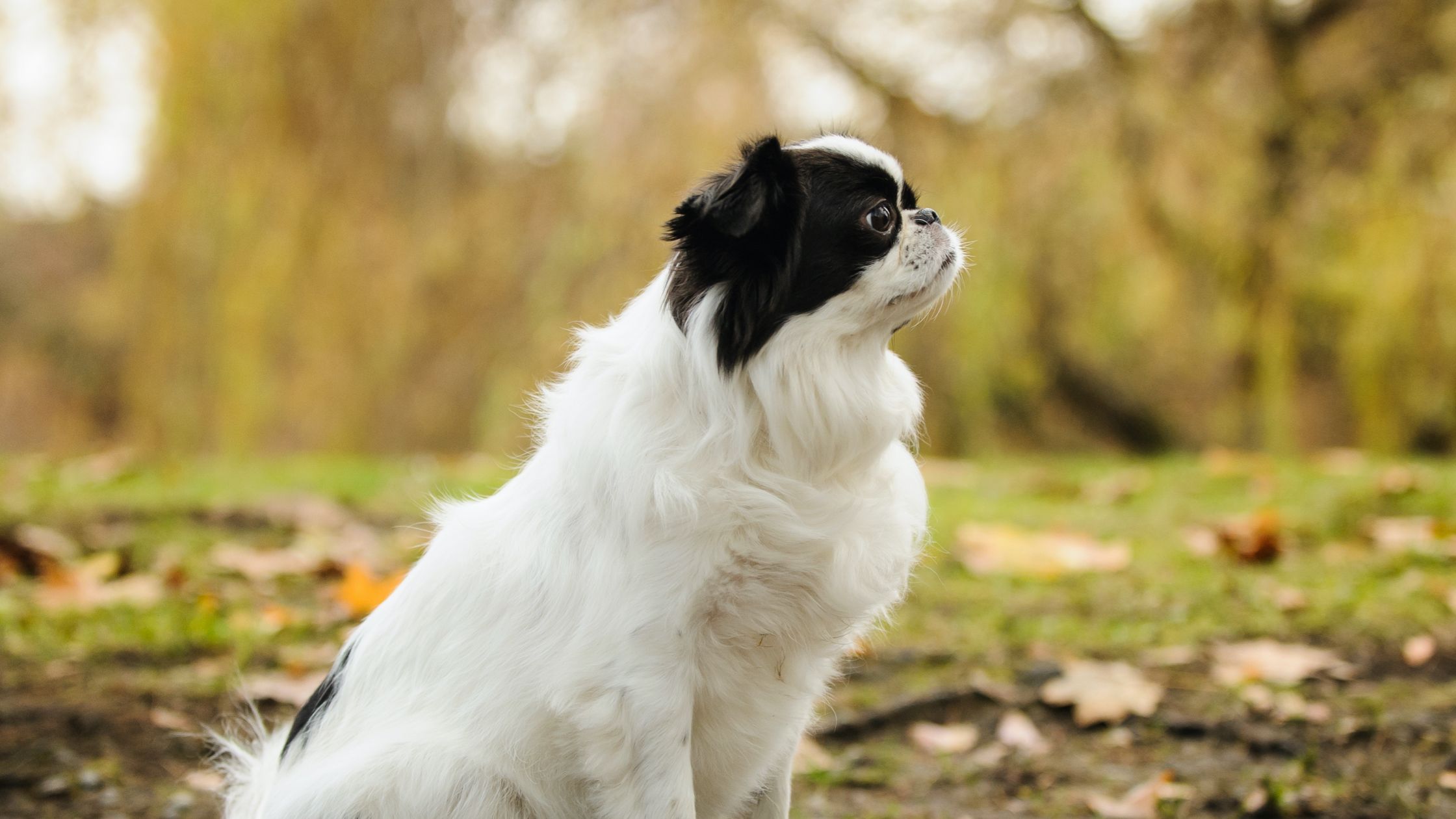 Japanese chin sales beagle mix