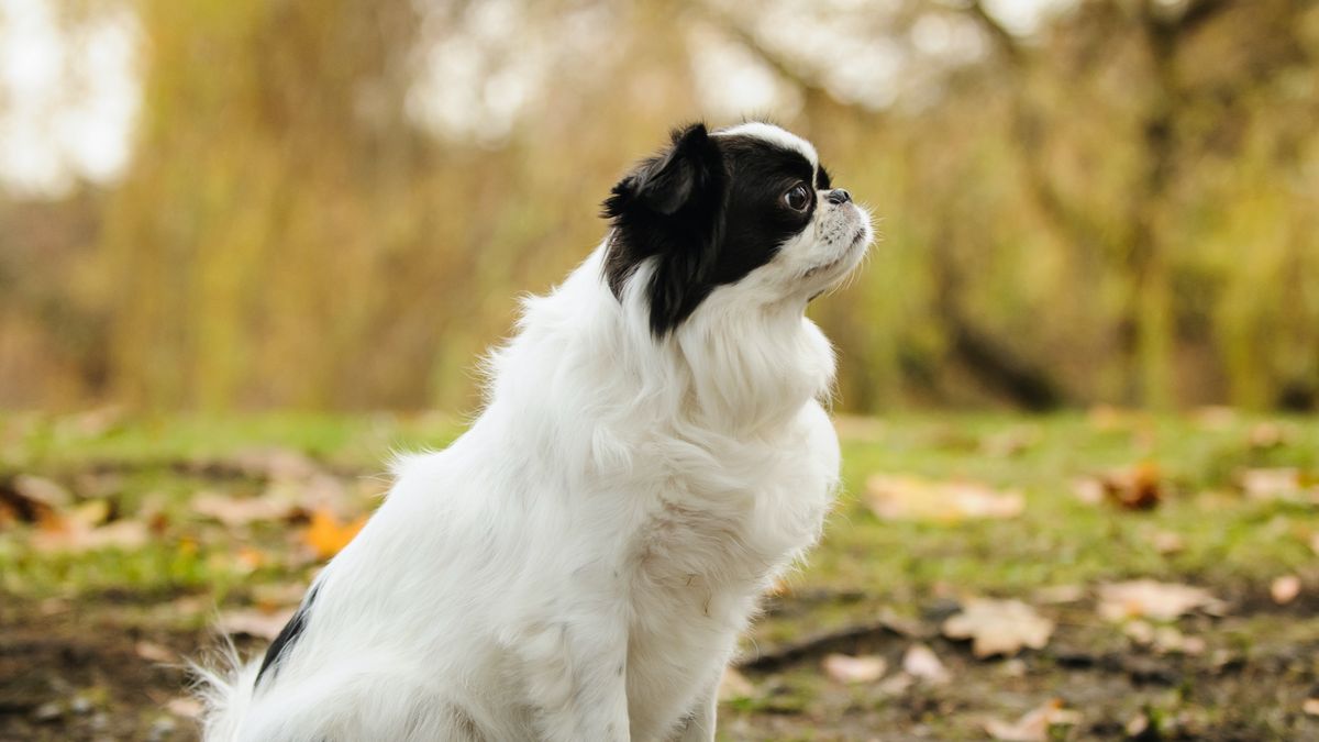 25 cute Japanese Chin puppies for sale in North Carolina | Good Dog