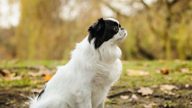 Japanese Chin