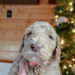 Goldendoodle Puppies from Lundee Doodles