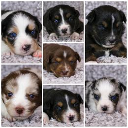 Australian Shepherd, Miniature American Shepherd, Miniature Australian Shepherd, and Toy Australian Shepherd Puppies from Painted Blue Aussies