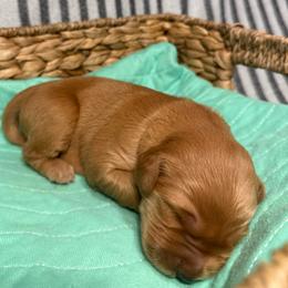Rachel - Dark golden female Golden Retriever puppy in Sandy, Oregon from Treasured K-9s