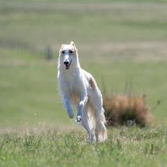 Strella - Borzoi