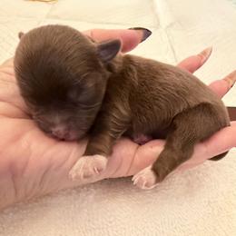 Colt - Chocolate and tan male Yorkshire Terrier puppy in Cameron, Oklahoma from Jane’s Yorkies