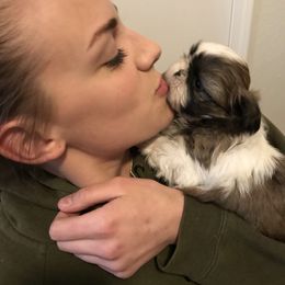 Shih Tzu Puppies from Willow Lane Shih Tzus