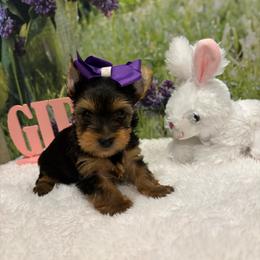 Girl 1 - Black and tan female Yorkshire Terrier puppy in Lincolnton Ga, Georgia from Mary Yorkies in Ga