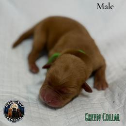 Lucky Green Collar - Yellow male Labrador Retriever puppy in Elloree, South Carolina from Moonlight Kennels LLC