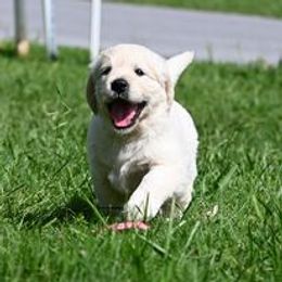 Golden Retriever Puppies from Smokey Mountain English Goldens