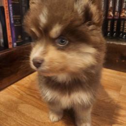 Koda - Chocolate male Pomsky puppy in Michigan from Our Pomsky Yard