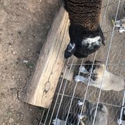 Anatolian Pyrenees and Cardigan Welsh Corgis from Cavalier Acres Farm