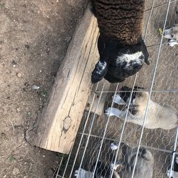 Anatolian Pyrenees and Cardigan Welsh Corgis from Cavalier Acres Farm