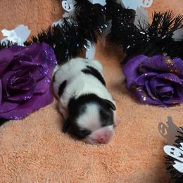 Black spotted girl (more white) - Black and white female Shih Tzu puppy in Vinita, Oklahoma from Locust Creek Shih Tzu & Havanese