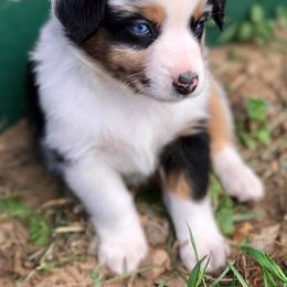 Blue Moon Mini Aussies breeder of 