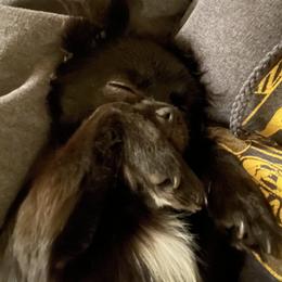 Mi-Kis from Phantastic Mi-kis