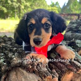 Dax - Black and tan male Dachshund puppy in Big Sandy, Texas from Linda B’s Dachshunds
