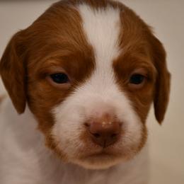 Colt - Orange and white male Brittany puppy in Hollidaysburg, Pennsylvania from Royal Flush Farms