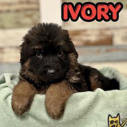 Ivory - Black and red female German Shepherd puppy in Canton, Texas from WILDWOOD GERMAN SHEPHERDS