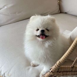 Thor - Pomeranian
