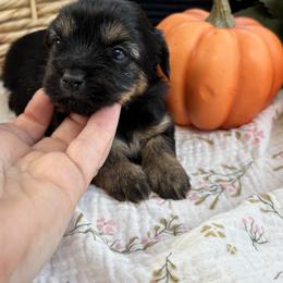 Opal - Black and gold female Shorkie puppy in Charleston, West Virginia from Mountain State Puppies
