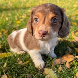 Girl 1 - Chocolate and tan female Dachshund puppy in Terreton, Idaho from BM Mini Doxies
