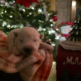 Purple - White female Samoyed puppy in San Antonio, Texas from Hill Country Samoyeds