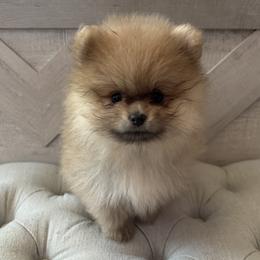 Pearl - Cream sable female Pomeranian puppy in Ladera Ranch, California from Tinkerpoms