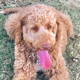 Tom - Goldendoodle
